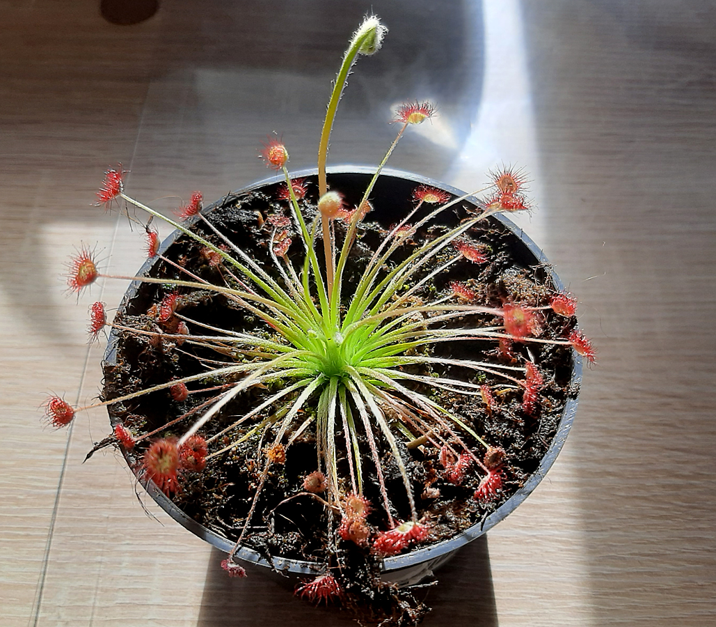 Drosera_petiolaris.jpg