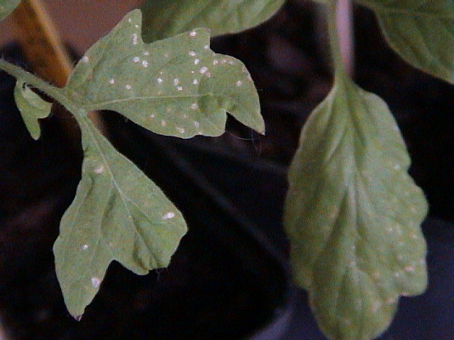 DSC00002.JPG