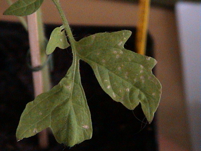 DSC00004.JPG