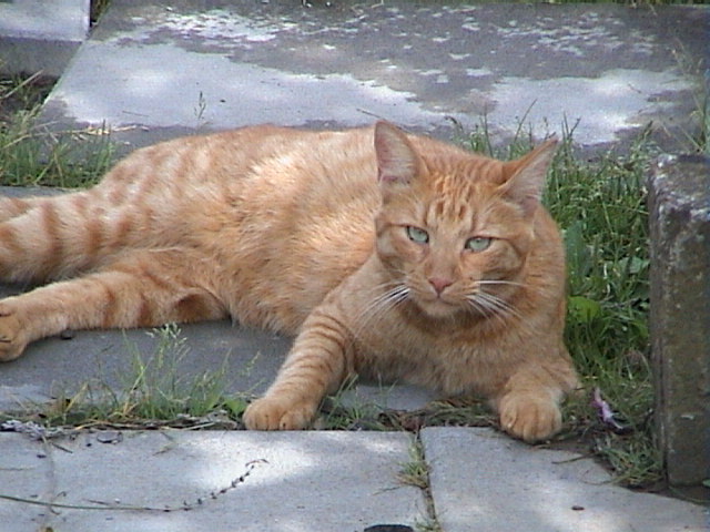 DSC00034tt.JPG