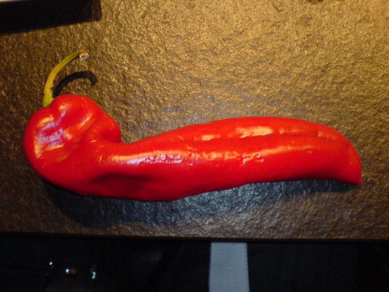 dsc0066324t.jpg