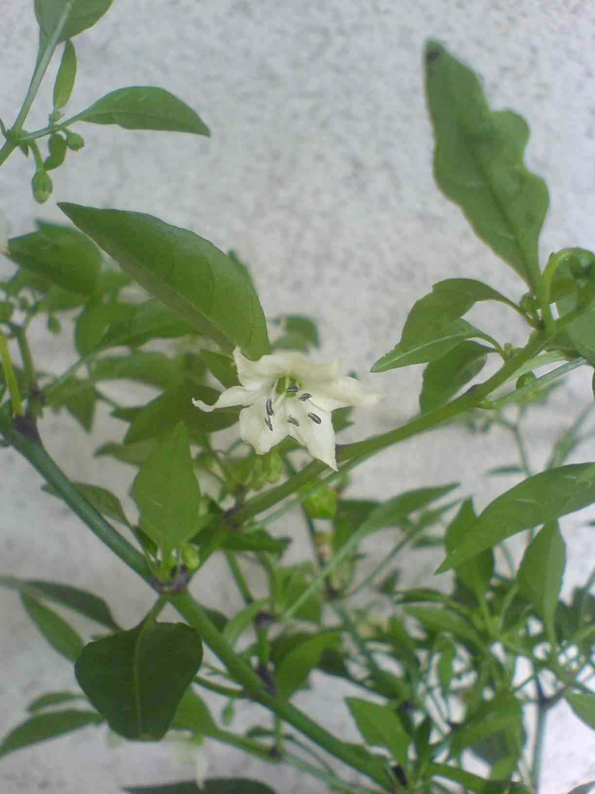 DSC00903.JPG