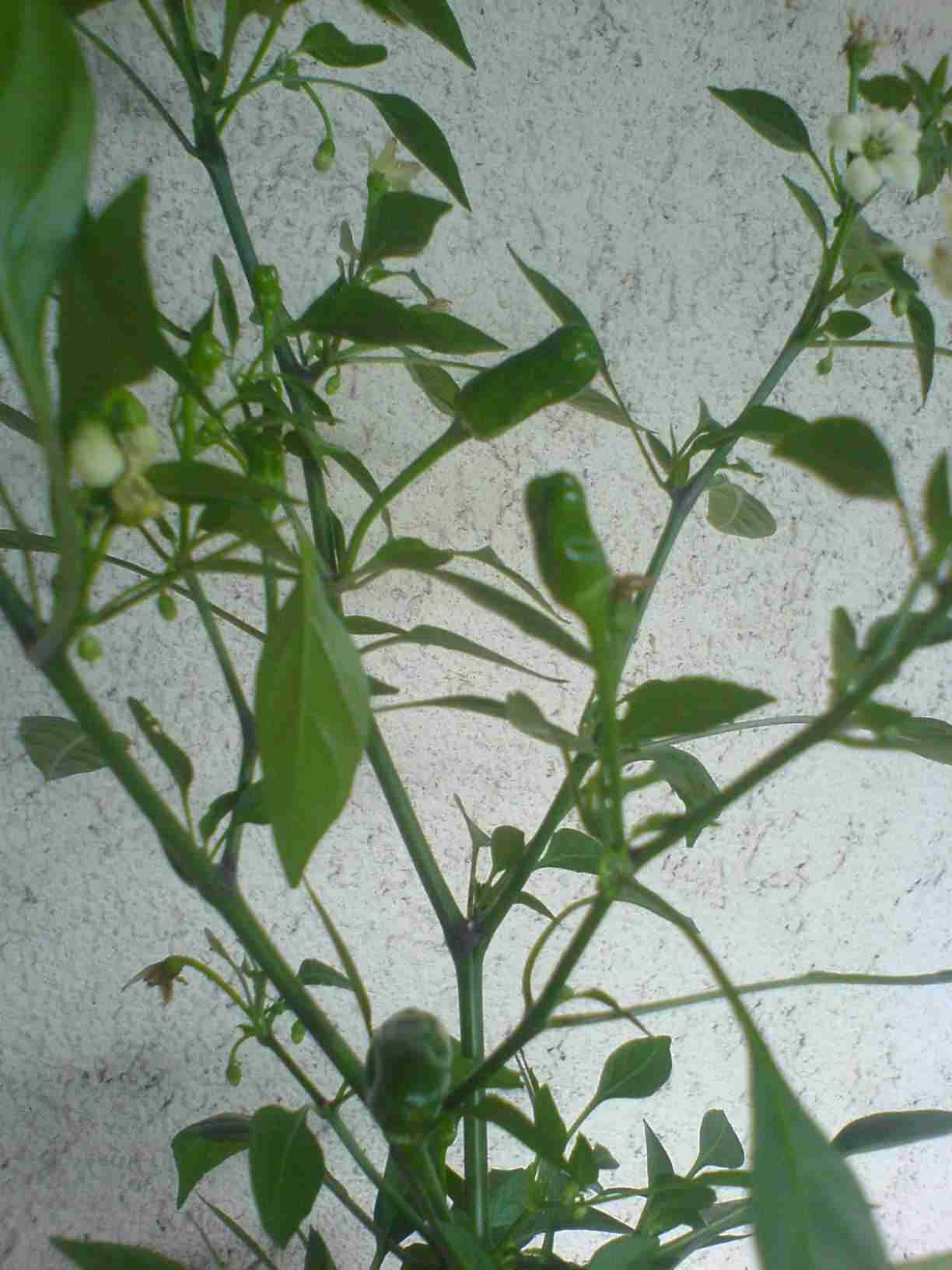 DSC00905.JPG