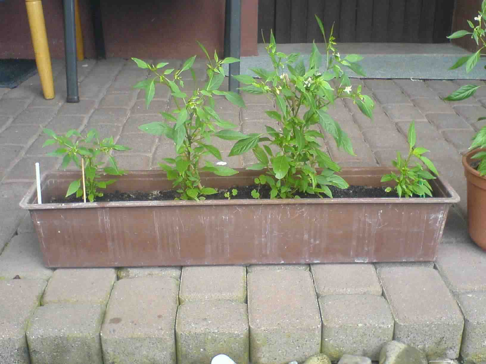 DSC00910.JPG