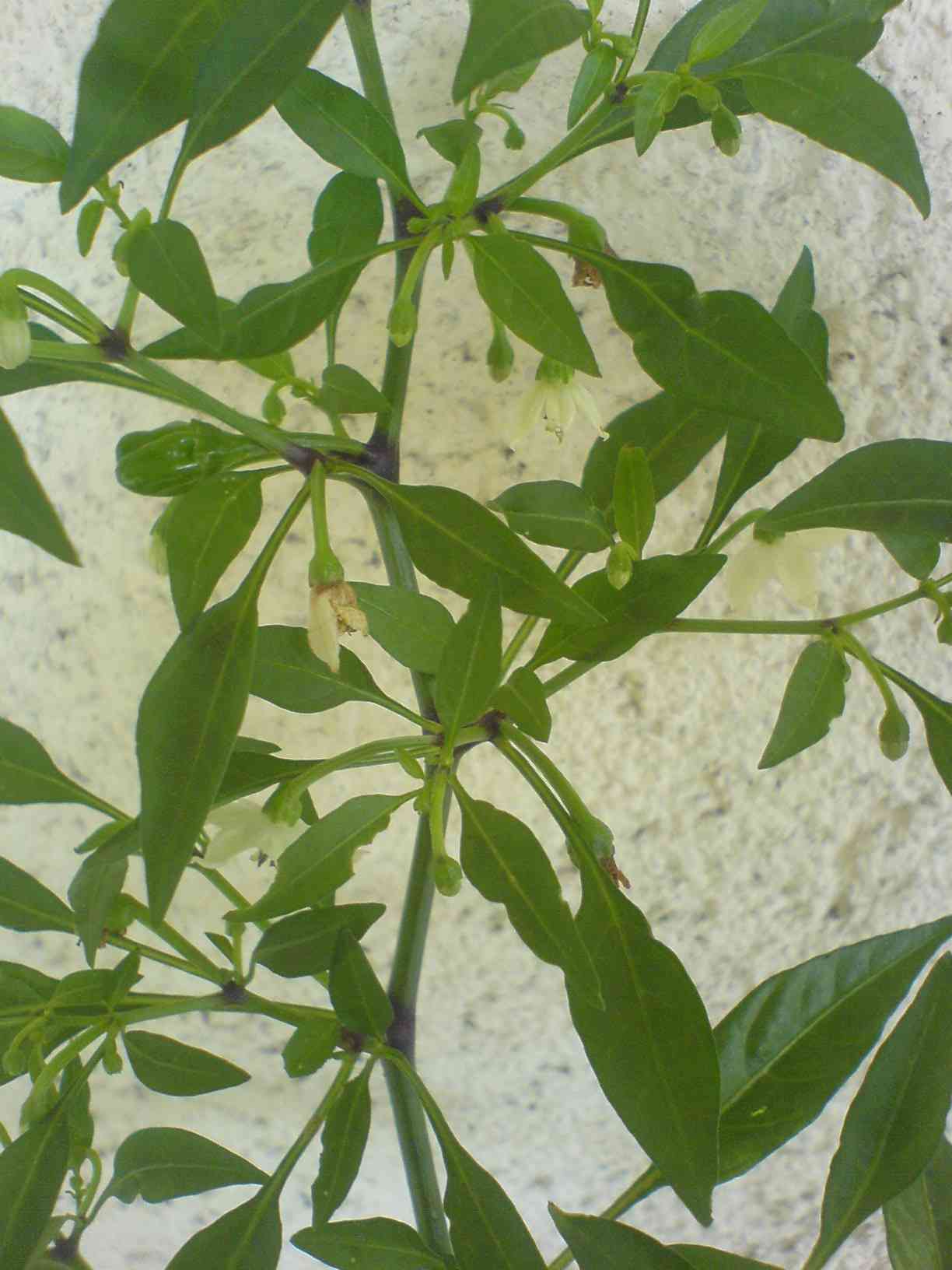 DSC00912.JPG