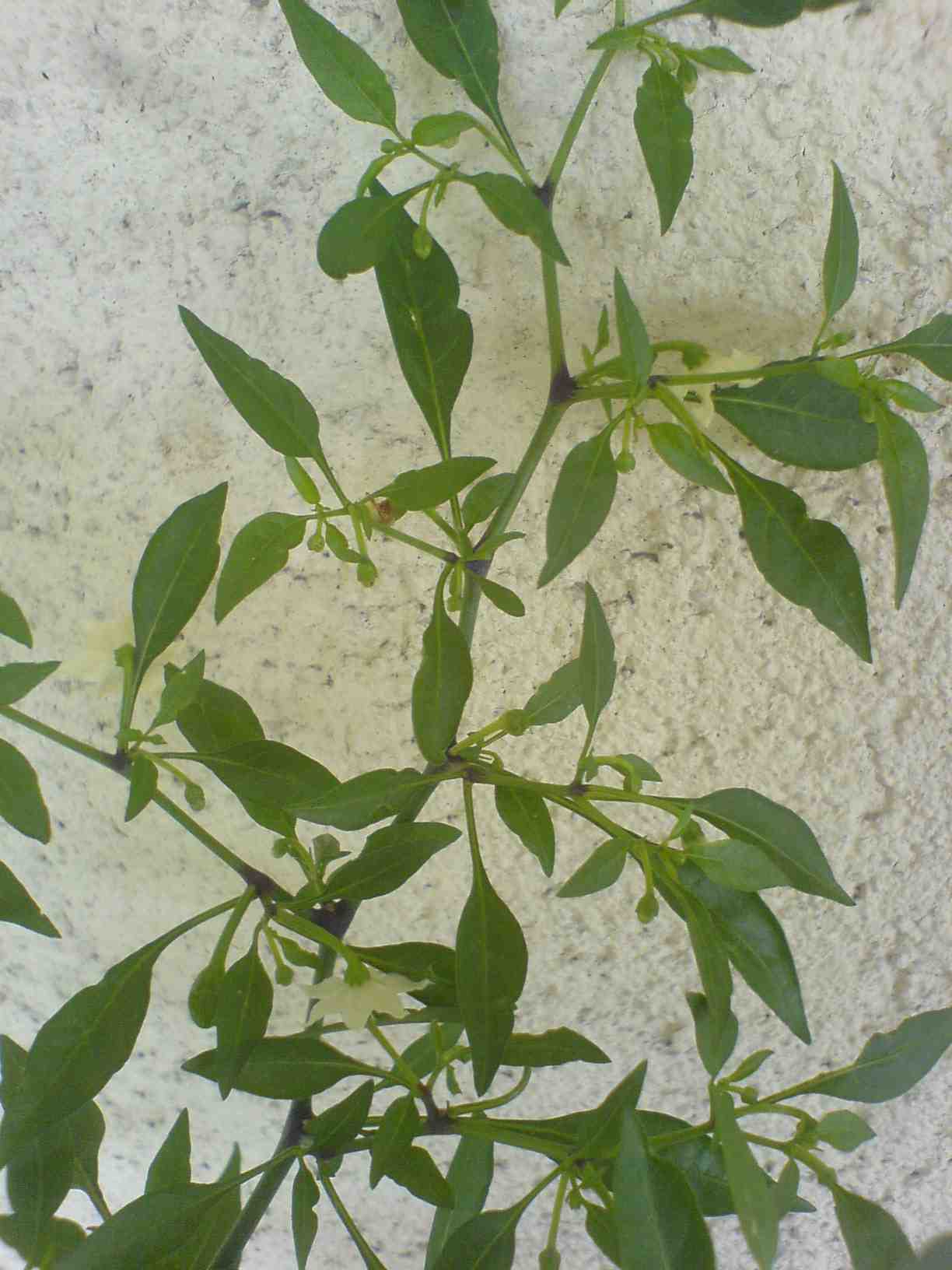 DSC00913.JPG