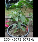 dsc01750fvd2x.jpg