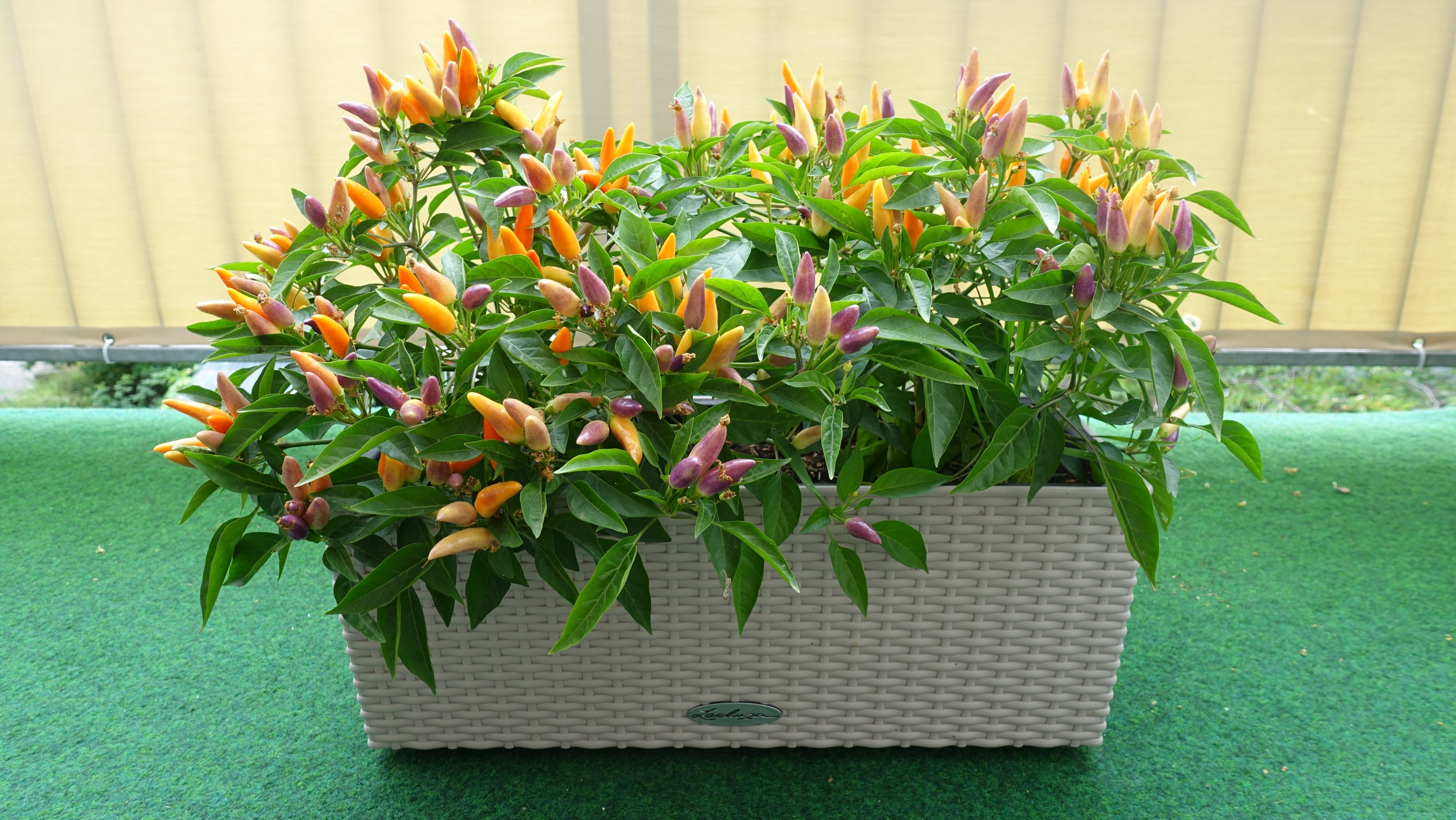 2-NuMex-Easter-8L-Lechuza-Blumenkasten.JPG