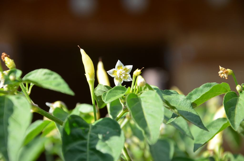DSC_0099.jpg