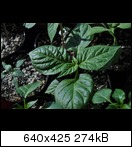 dsc_0242jlir.jpg
