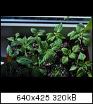 dsc_0244j9y1.jpg