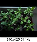 dsc_0245uxpi.jpg