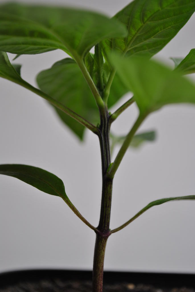 dsc_0396lxal.jpg