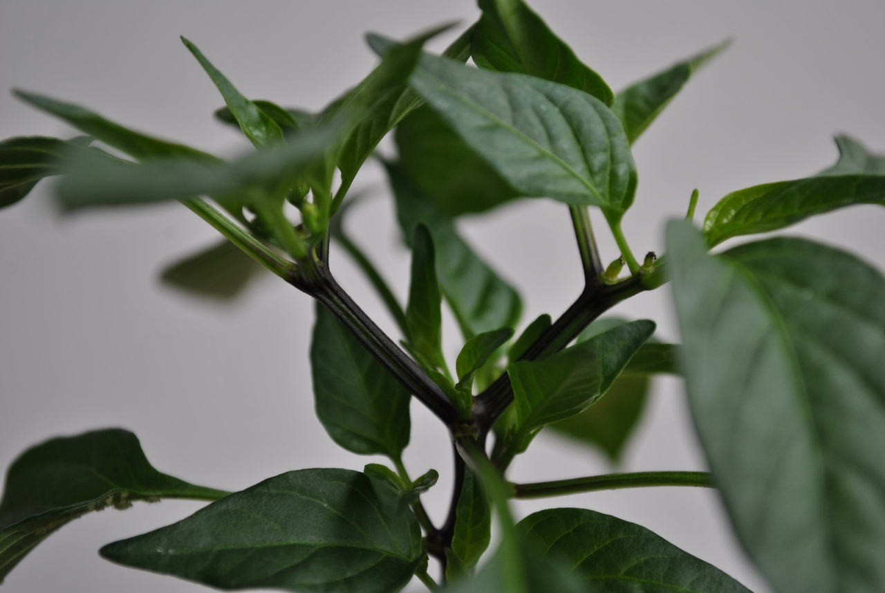 dsc_0399cxiu.jpg
