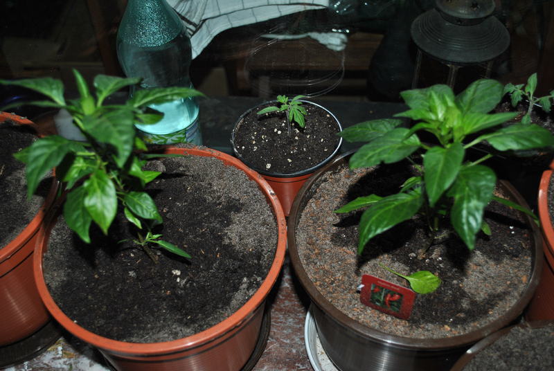 dsc_046307ih.jpg