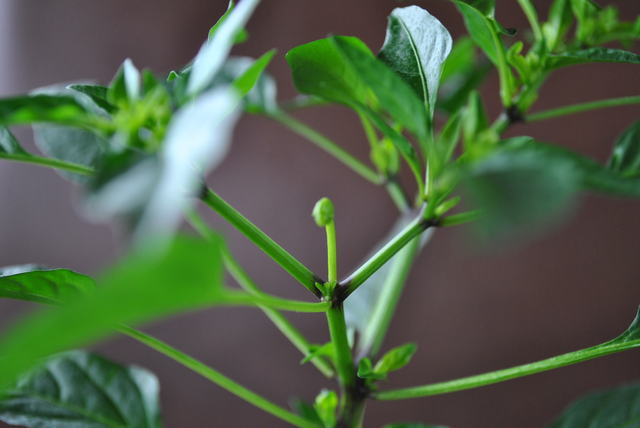 dsc_054747ln.jpg