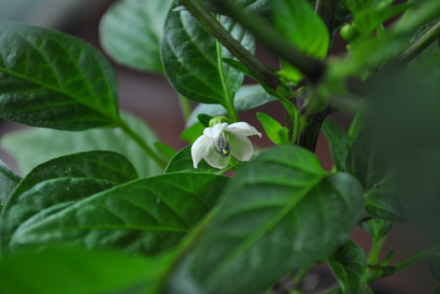 dsc_0550174k.jpg
