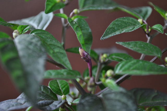 dsc_0559275z.jpg