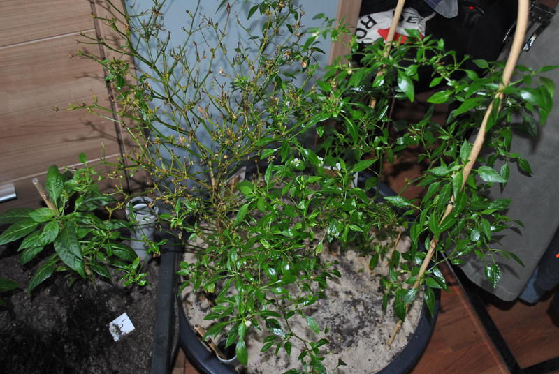 dsc_0598to2d.jpg