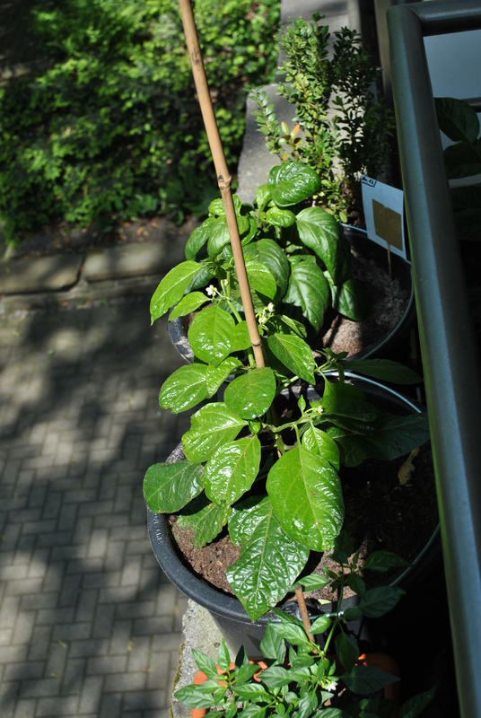 dsc_0656z7ux.jpg