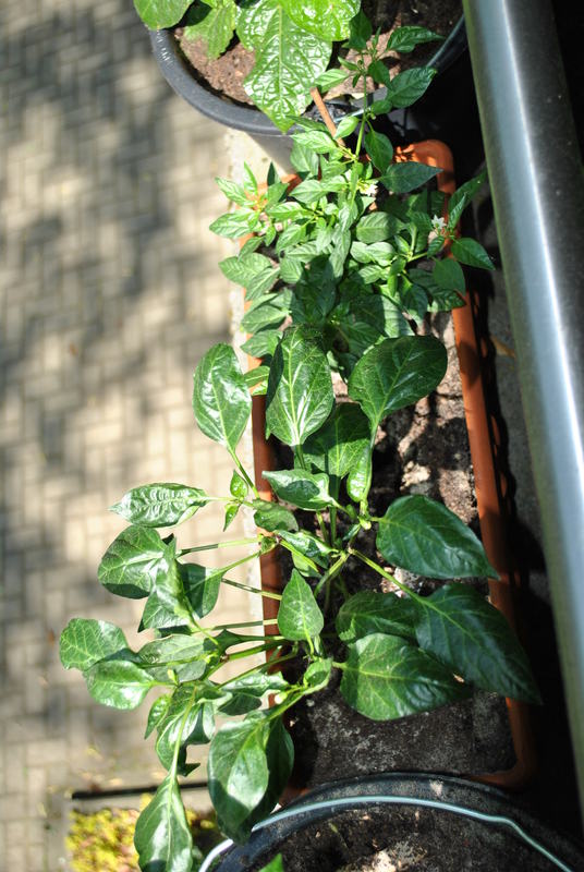 dsc_0657j75p.jpg