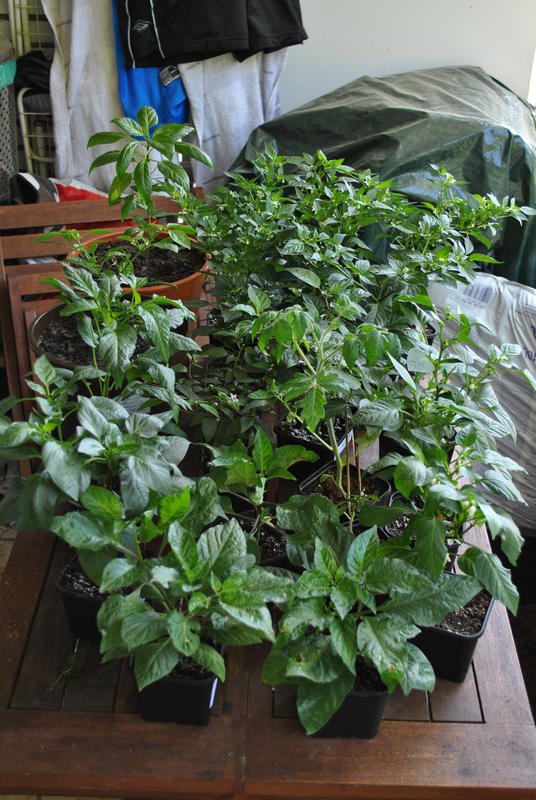 dsc_0666eur2.jpg