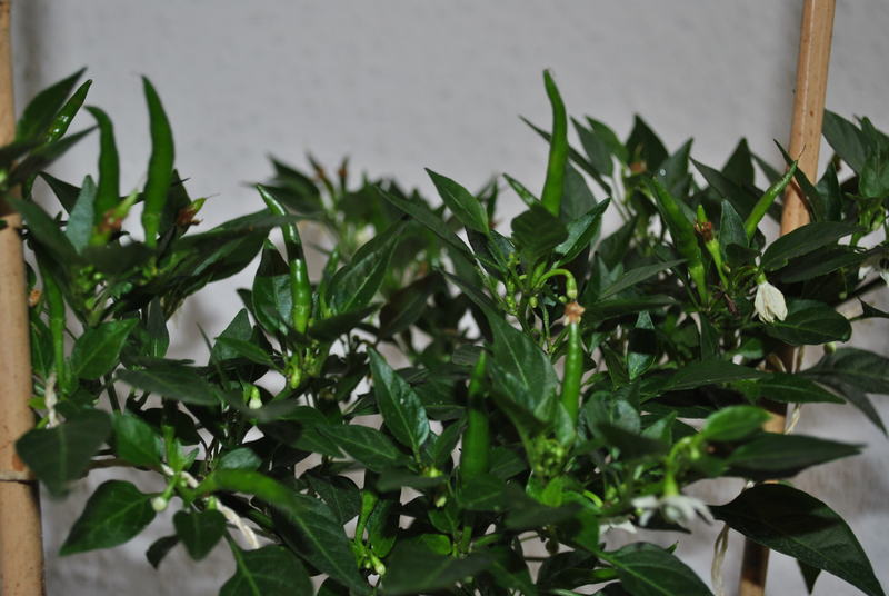 dsc_0801zjni.jpg