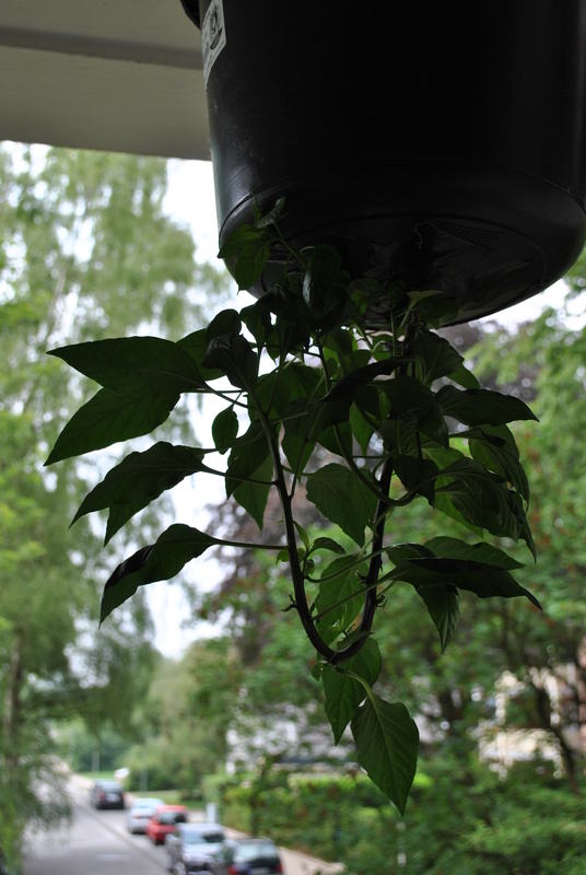 dsc_0812j8f7.jpg
