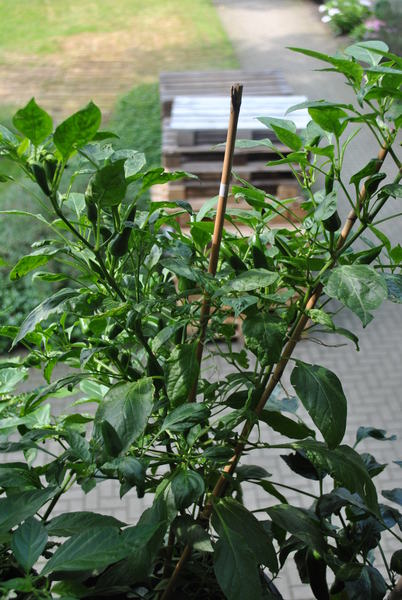 dsc_10112uml.jpg