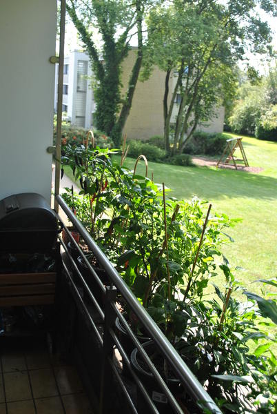 dsc_1020eqvg.jpg