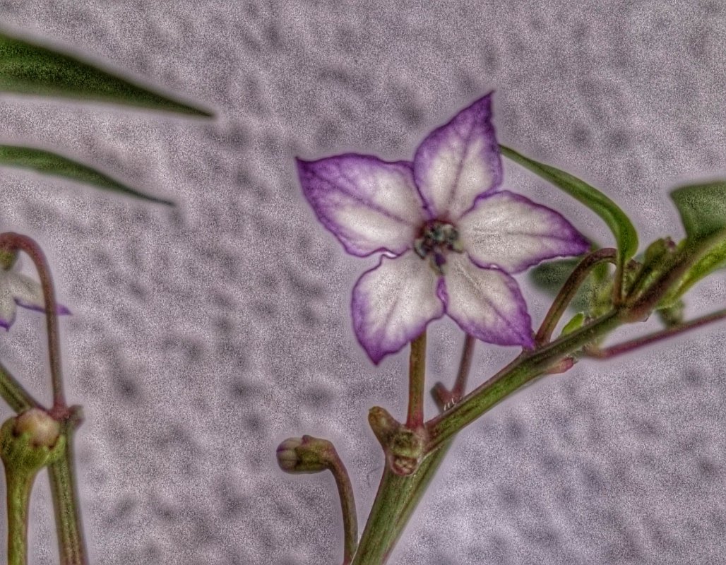 DSC_1038-01.jpeg