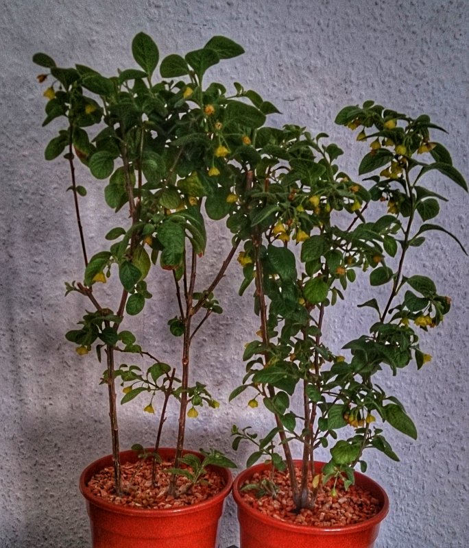 DSC_1039-01.jpeg