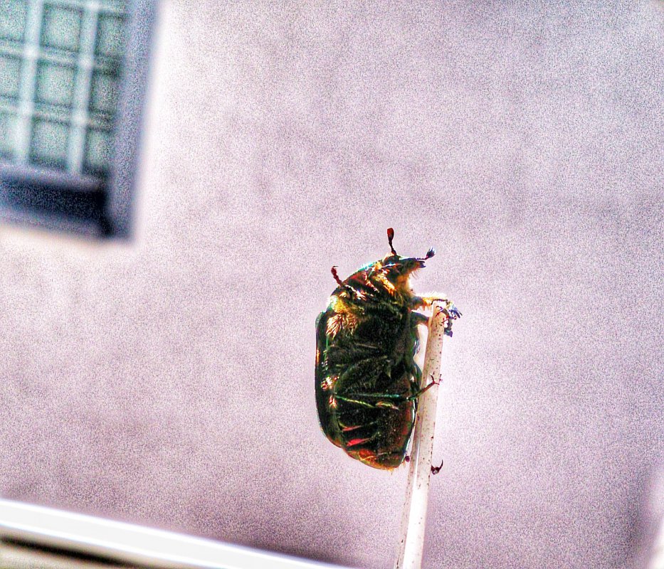 DSC_1050-01.jpeg