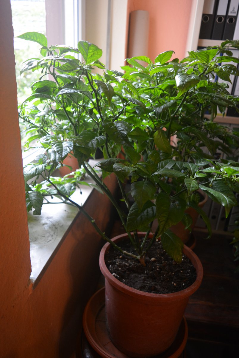 DSC_1123.JPG