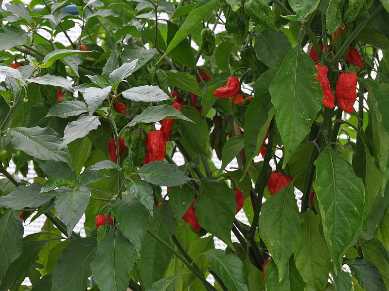 dsc_3823bhut7vph.jpg