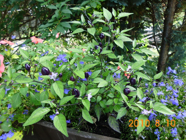 dsci0065ar30.jpg