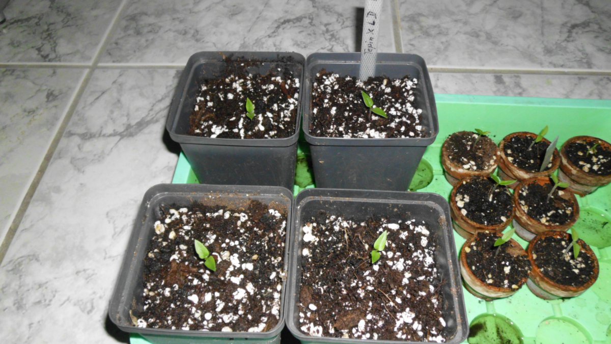 DSCI0614.JPG
