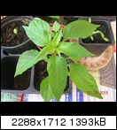 dscn37901kxj.jpg