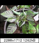 dscn37949mwk.jpg