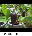 dscn5019fpj7t.jpg