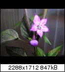dscn50204zkfv.jpg