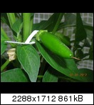 dscn5028g7kkn.jpg