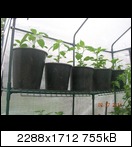 dscn5034ksk1s.jpg