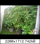 dscn5035jukrq.jpg