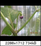 dscn5036xra17.jpg