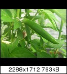 dscn5044dizxq.jpg