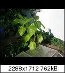 dscn509601jhs.jpg