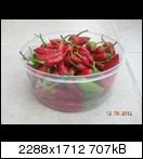 dscn5582ymitk.jpg