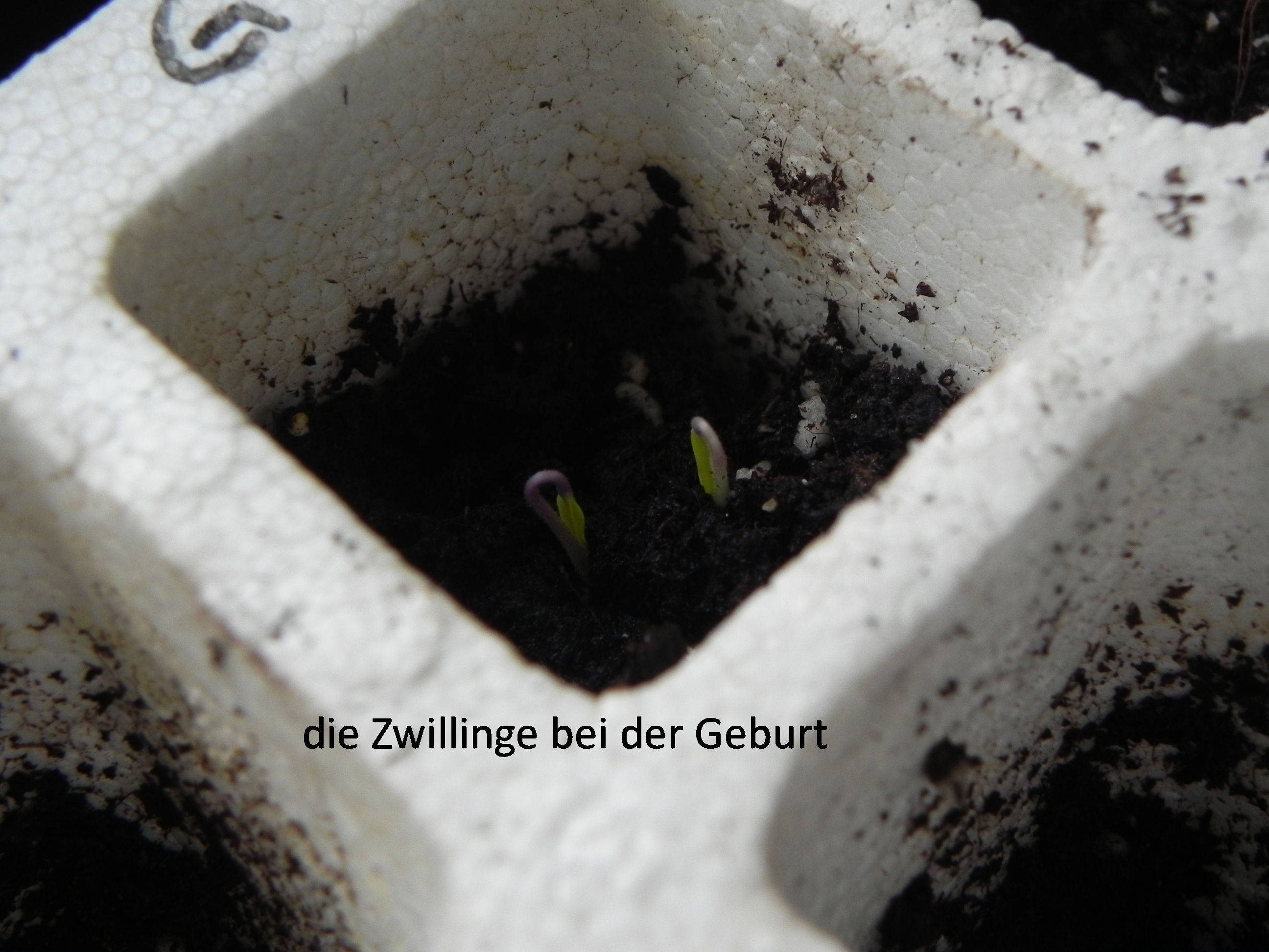 DSCN8433.JPG