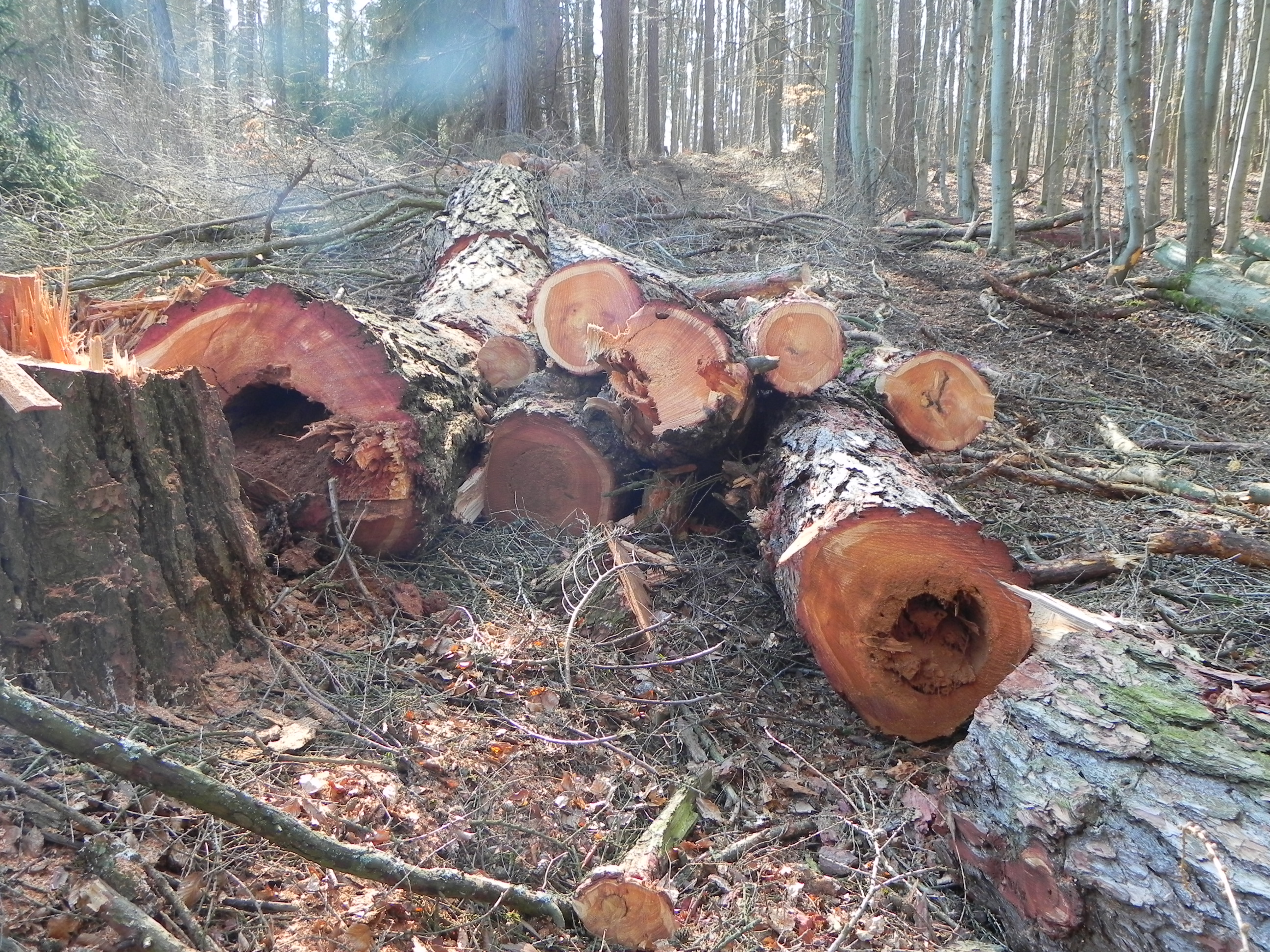 DSCN8610.JPG